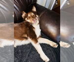 Small #2 Siberian Husky