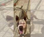 Small #1 Chinese Shar-Pei