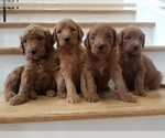 Small Photo #2 Goldendoodle Puppy For Sale in FALKVILLE, AL, USA