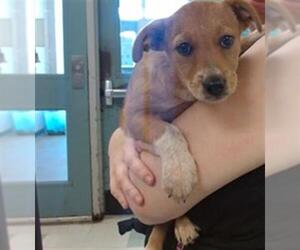 Mutt Dogs for adoption in Oklahoma City, OK, USA