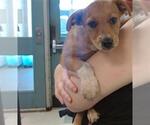 Small Mutt