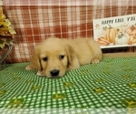 Small #6 Golden Retriever