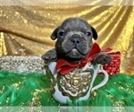 Small Photo #86 French Bulldog Puppy For Sale in HAYWARD, CA, USA