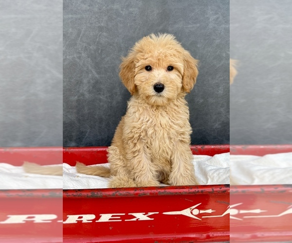 Medium Photo #3 Goldendoodle Puppy For Sale in OCALA, FL, USA