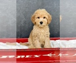 Small #2 Goldendoodle