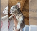 Small Photo #19 English Bulldog Puppy For Sale in LITITZ, PA, USA