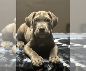 Cane Corso Puppy for Sale in PEORIA, Illinois USA