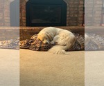 Small #8 Great Pyrenees Mix