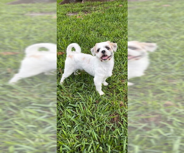 Medium Photo #7 Shih Tzu Puppy For Sale in Weston, FL, USA