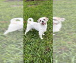 Small #6 Shih Tzu
