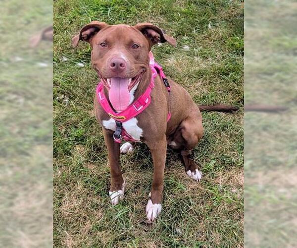 Medium Photo #1 American Pit Bull Terrier Puppy For Sale in Akron, OH, USA