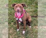 Small American Pit Bull Terrier