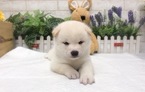 Small Photo #3 Shiba Inu Puppy For Sale in SAN JOSE, CA, USA