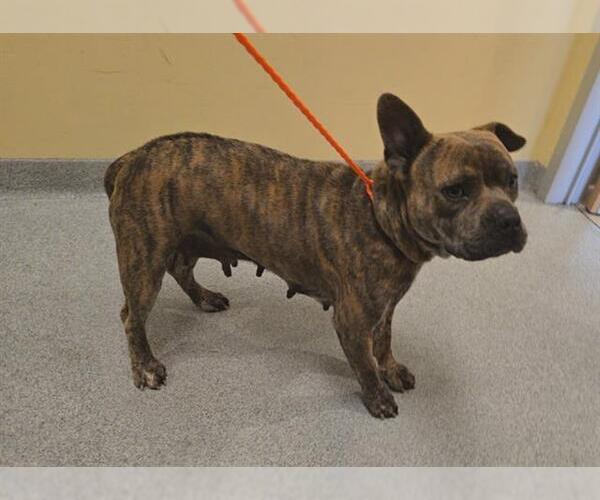 Medium Photo #1 Staffordshire Bull Terrier Puppy For Sale in Orange, CA, USA