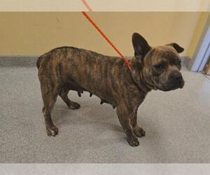 Staffordshire Bull Terrier Dogs for adoption in Orange, CA, USA