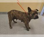 Small Staffordshire Bull Terrier