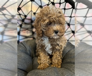 Cavapoo Puppy for Sale in SYLMAR, California USA
