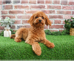 Small #2 Cavapoo (Miniature)