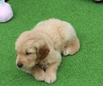 Image preview for Ad Listing. Nickname: Tater Tot
