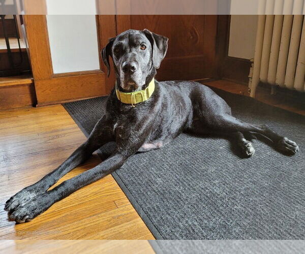 Medium Photo #12 Great Dane-Labrador Retriever Mix Puppy For Sale in Minneapolis, MN, USA
