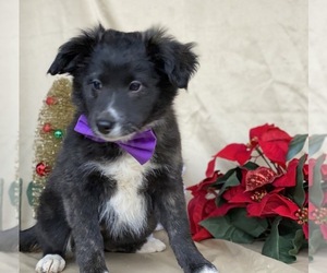 Border Collie-Golden Retriever Mix Puppy for sale in LANCASTER, PA, USA