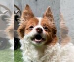 Small #15 Chi-Corgi