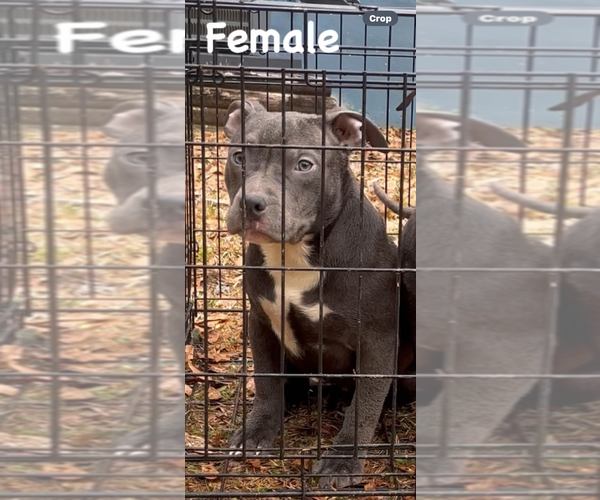 Medium Photo #4 American Bully Puppy For Sale in JONESBORO, GA, USA
