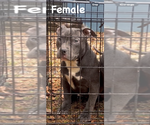 Small Photo #4 American Bully Puppy For Sale in JONESBORO, GA, USA