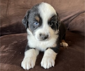 Australian Shepherd Puppy for Sale in SAINT JAMES, Minnesota USA