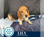 Small #1 Beagle