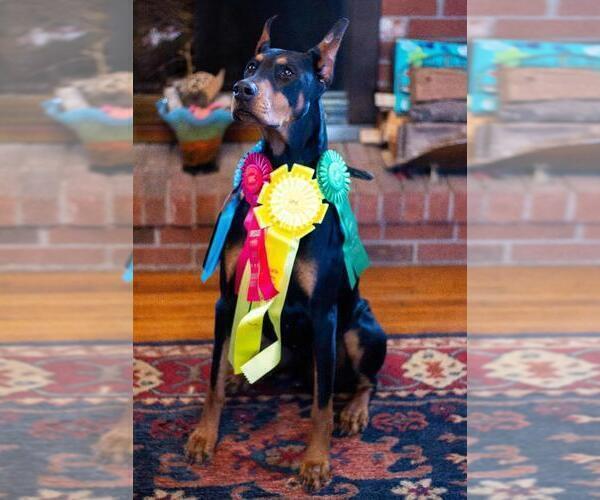 Medium Photo #1 Doberman Pinscher Puppy For Sale in BASOM, NY, USA