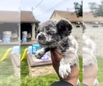 Small Photo #8 French Bulldog Puppy For Sale in NEW ORLEANS, LA, USA