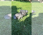 Small #1 Lhasa Apso Mix