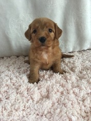 Miniature Labradoodle Puppy for sale in BELVIDERE, IL, USA