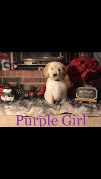 Medium Photo #1 Goldendoodle Puppy For Sale in AMARILLO, TX, USA