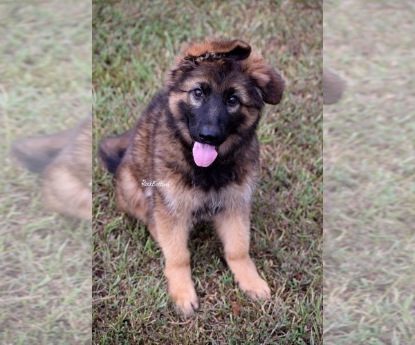 Medium Photo #2 German Shepherd Dog Puppy For Sale in MORRILTON, AR, USA