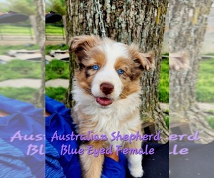 Australian Shepherd Puppy for sale in BAGDAD, KY, USA