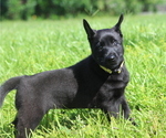 Puppy Harley Belgian Malinois