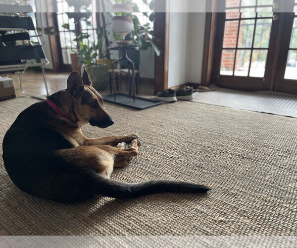 Medium Photo #4 German Shepherd Dog-Unknown Mix Puppy For Sale in Rockaway, NJ, USA