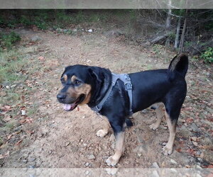 Garth - Male Rottweiler Dog for Adoption - Photo #9