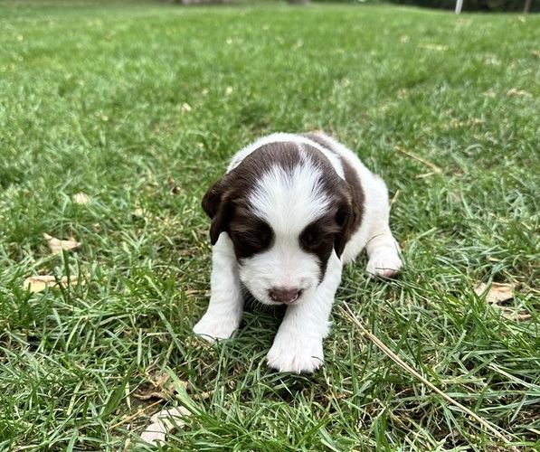Medium Photo #1 English Springer Spaniel Puppy For Sale in COLOGNE, MN, USA