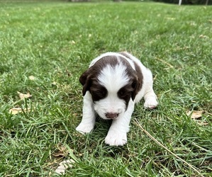 Medium English Springer Spaniel