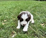Puppy Bentley English Springer Spaniel