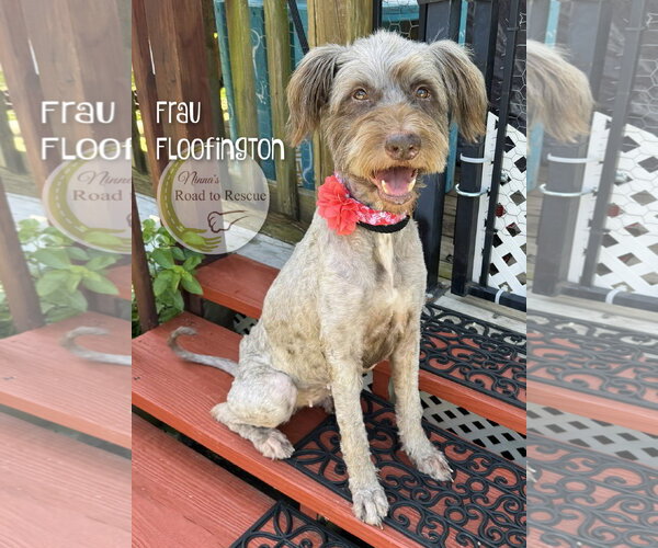 Medium Photo #1 Poodle (Standard)-Unknown Mix Puppy For Sale in Benton, LA, USA