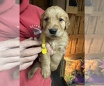 Puppy Yellow collar Goldendoodle