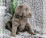 Small Photo #2 Labrador Retriever Puppy For Sale in RICHLAND, IA, USA