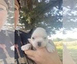 Small #6 Boston Terrier