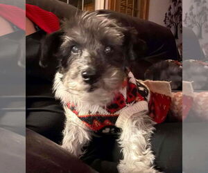 Timothy TX - Male Mutt Dog for Adoption - Photo #6