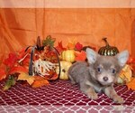Small #7 Chihuahua