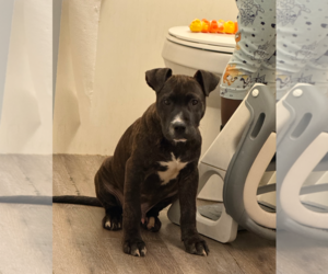 Rudy Rolf - Santa Litter - Male American Staffordshire Terrier-Unknown Mix Dog for Adoption - Photo #3
